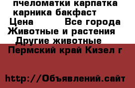 пчеломатки карпатка карника бакфаст F-1 › Цена ­ 800 - Все города Животные и растения » Другие животные   . Пермский край,Кизел г.